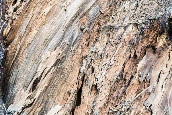 Rotten wood trunk — Stock Photo, Image