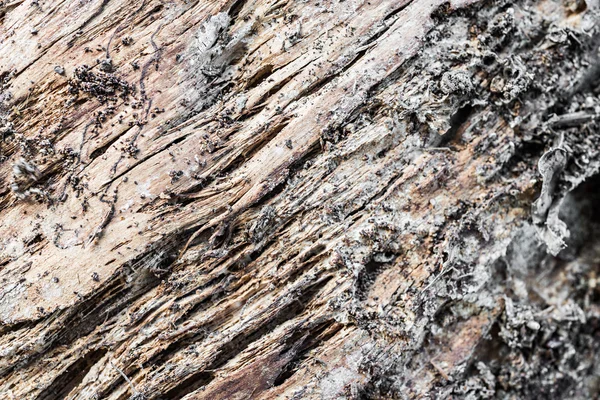 썩은 나무 트렁크 — 스톡 사진