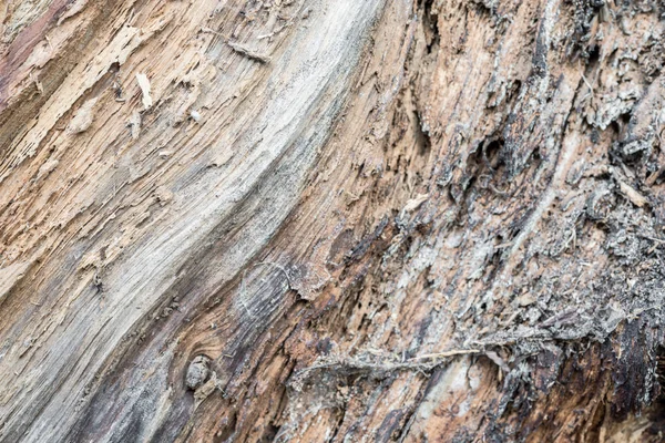 Tronco de madeira podre — Fotografia de Stock