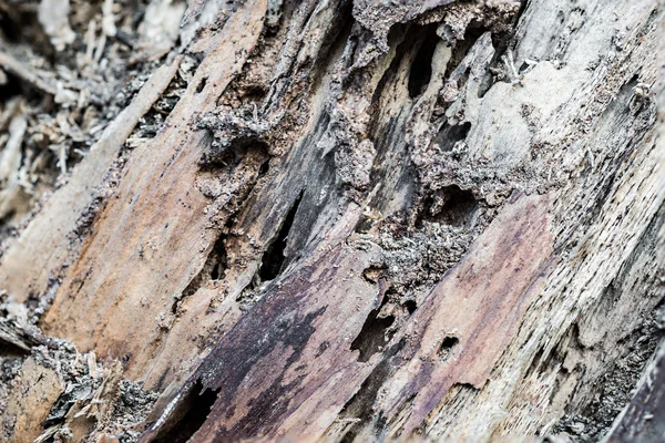 Гнилої деревини стовбур — стокове фото