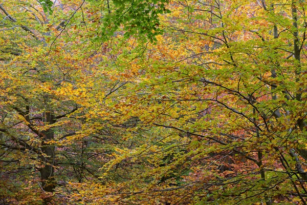 Detail Herbstfarben — Stockfoto