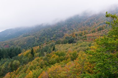 Ayrıntı sonbahar renkleri