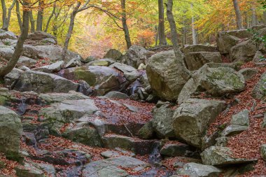 Ayrıntı sonbahar renkleri