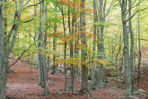 Podrobný popis barvy podzimu — Stock fotografie
