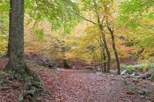 Szczegóły, kolory jesieni — Zdjęcie stockowe