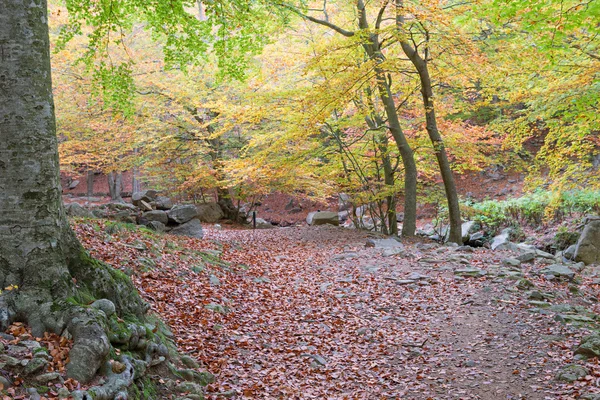 Podrobný popis barvy podzimu — Stock fotografie