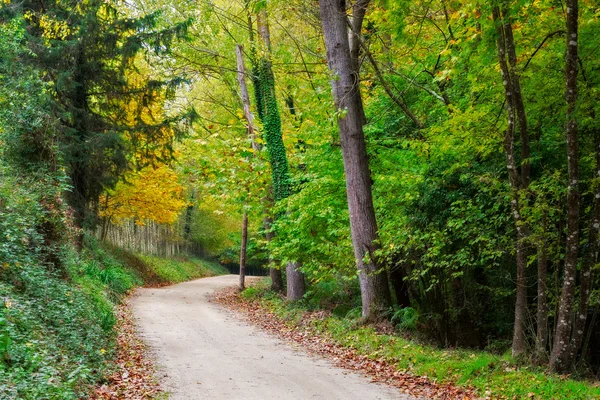 Detail Autumn colors — Stock Photo, Image