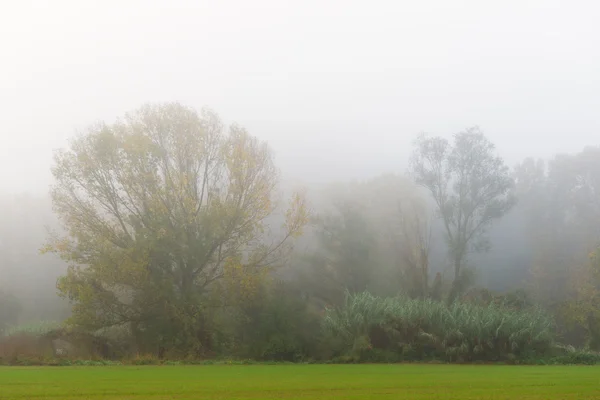 Dettaglio Colori autunno — Foto Stock