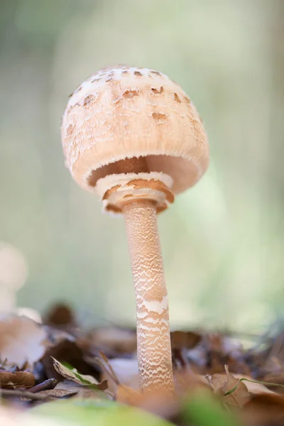 버섯과 프리 — 스톡 사진