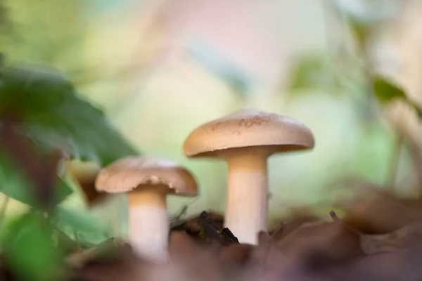 Landschap met paddestoelen — Stockfoto