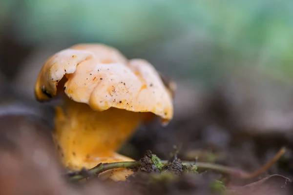 Paysage aux champignons — Photo