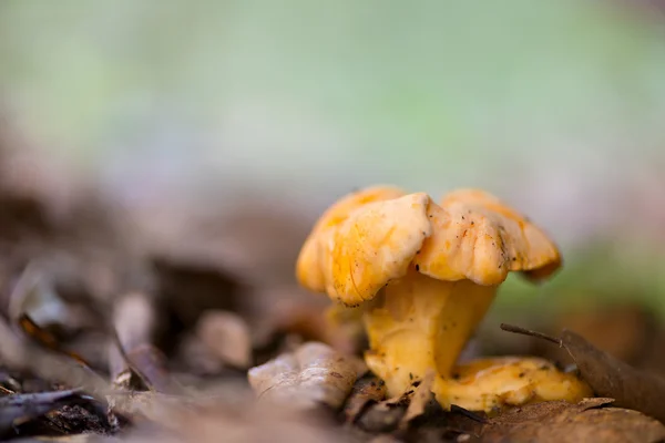 Krajina s houbami — Stock fotografie