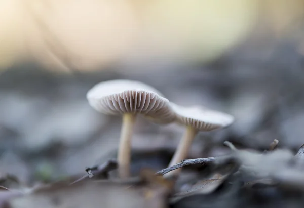 Paisagem com cogumelos — Fotografia de Stock