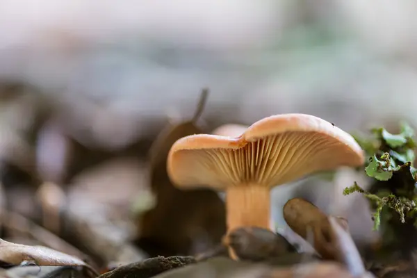 Paisagem com cogumelos — Fotografia de Stock