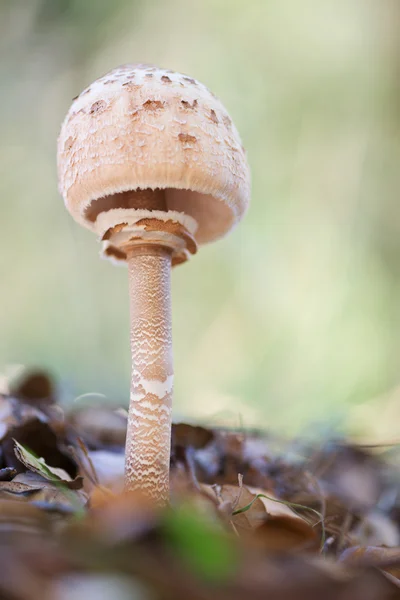 Landschap met paddestoelen — Stockfoto