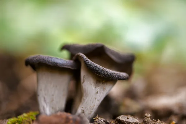 Paesaggio con funghi — Foto Stock