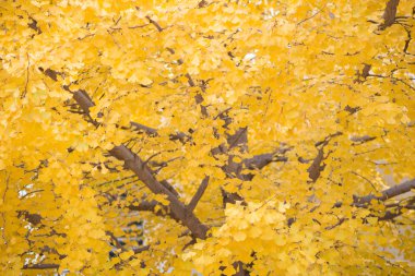 Ginkgo biloba ayrıntıları