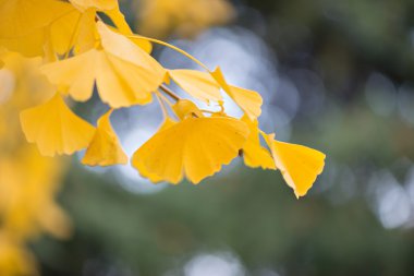 Ginkgo biloba ayrıntıları