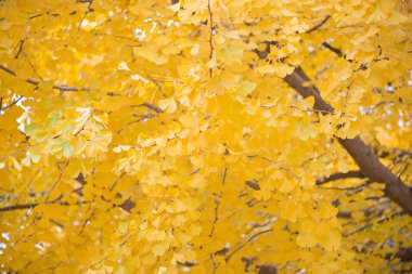 Ginkgo biloba ayrıntıları