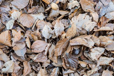 Sonbahar günbatımı bırakır