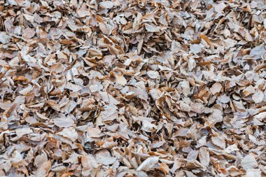 Sonbahar günbatımı bırakır