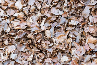 Sonbahar günbatımı bırakır