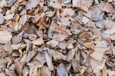 Sonbahar günbatımı bırakır