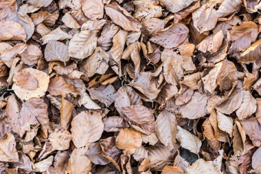 Sonbahar günbatımı bırakır