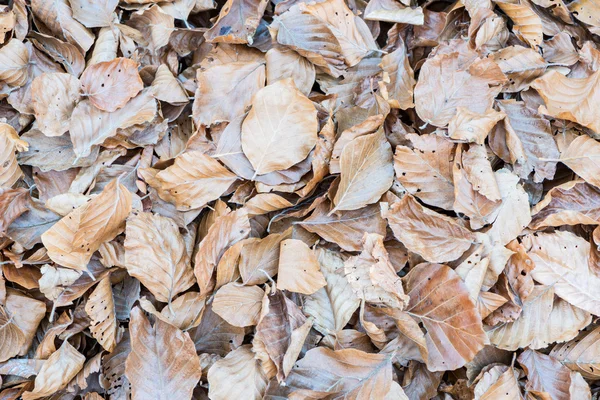 Herfstbladeren zonsondergang — Stockfoto