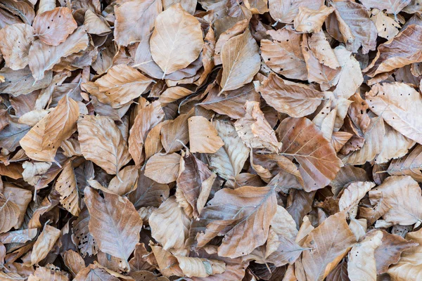 Caduta foglie tramonto — Foto Stock
