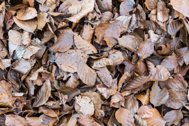 Sonbahar günbatımı bırakır