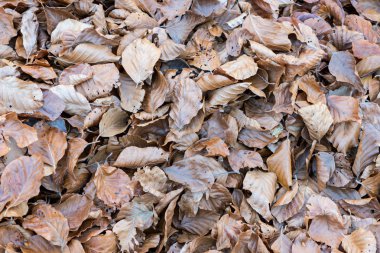 Sonbahar günbatımı bırakır