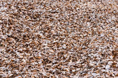 Sonbahar günbatımı bırakır