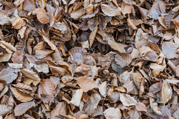 Őszi levelek naplemente — Stock Fotó