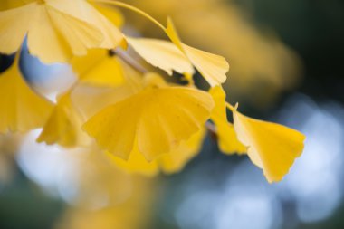 Ginkgo biloba ayrıntıları