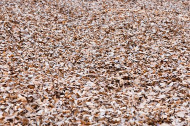 Sonbahar günbatımı bırakır