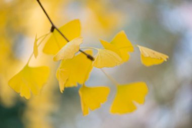 Ginkgo biloba ayrıntıları