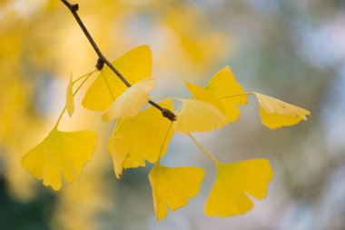 Ginkgo biloba ayrıntıları