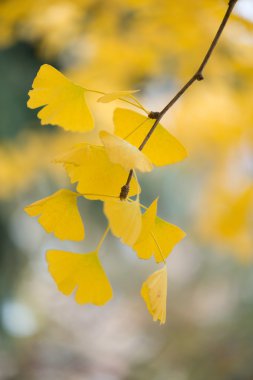 Ginkgo biloba ayrıntıları