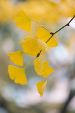 Ginkgo biloba ayrıntıları
