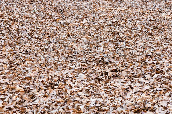 Sonbahar günbatımı bırakır