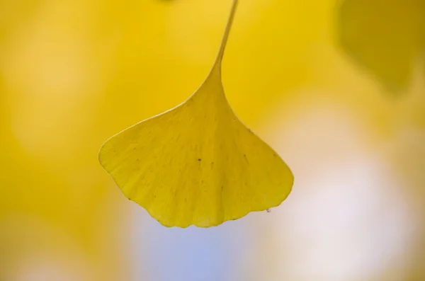 Detalhes de Ginkgo biloba — Fotografia de Stock