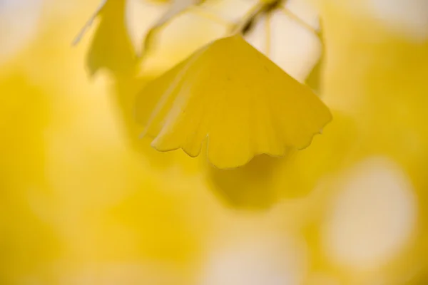 Ginkgo biloba detalles — Foto de Stock