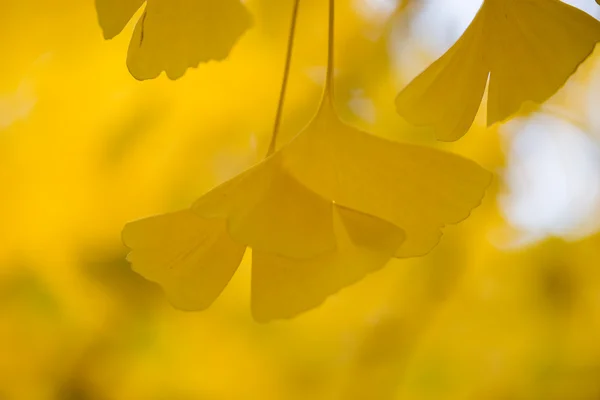 Ginkgo biloba dettagli — Foto Stock