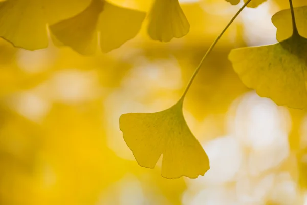 Detalhes de Ginkgo biloba — Fotografia de Stock