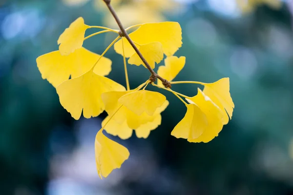 Ginkgo biloba detalles — Foto de Stock