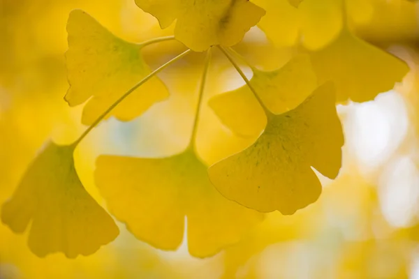 Ginkgo biloba podrobnosti — Stock fotografie