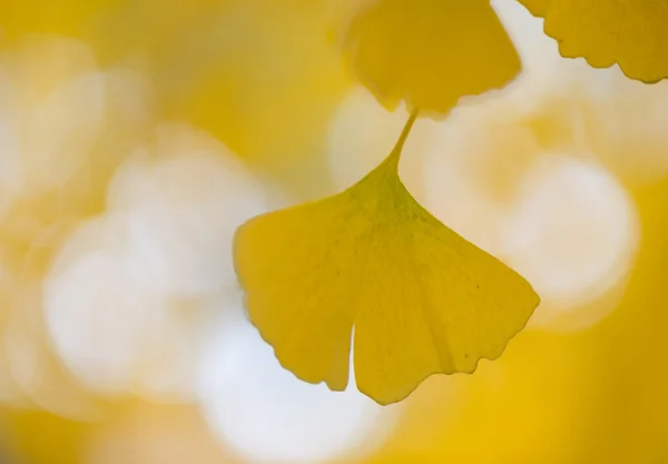 Detalhes de Ginkgo biloba — Fotografia de Stock