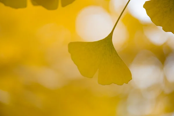 Ginkgo biloba detalles — Foto de Stock