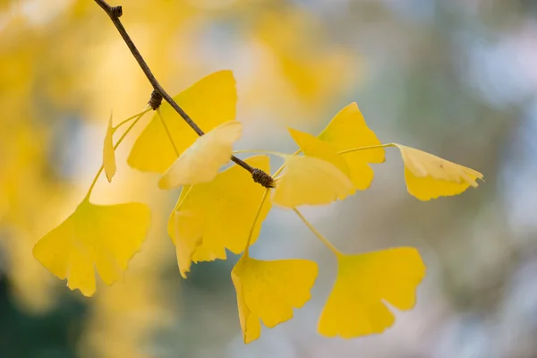 Ginkgo biloba λεπτομέρειες — Φωτογραφία Αρχείου